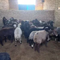 افشاری آبستن و میش و بره|حیوانات مزرعه|یزد, |دیوار