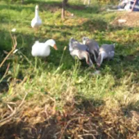 پنچ عدد قو غاز  سفید و خاکستری نرو ماده|حیوانات مزرعه|ارومیه, |دیوار