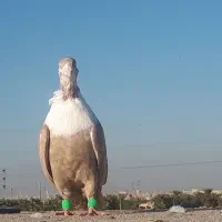 کبوتر|پرنده|کارون, |دیوار