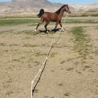 اسب کرد|اسب و تجهیزات اسبسواری|بیلوار, |دیوار