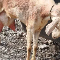 بز نجدی|حیوانات مزرعه|برخوار, |دیوار