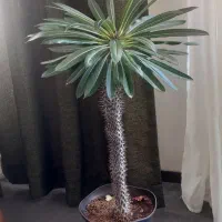 گل اپارتمانی بفروش میرسد