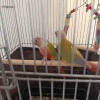 گرینچیک مولد|پرنده|اردستان, |دیوار