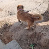 سگ پا کوتاه