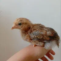 دوتا جوجه مرغ و یک خروس
