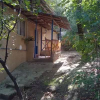 سوییت جنگلی