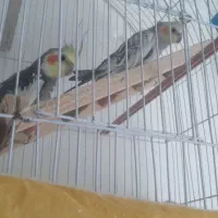 عروس هلندی برافروش بعلت نداشتن وقت