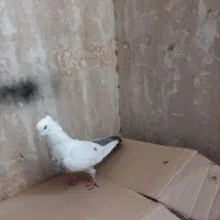 پرنده(کبوتر)