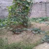 رهن و اجاره خانه ویلایی در استاد معین گلسار