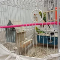 یک جفت مرغ عشق و یک عدد فنچ