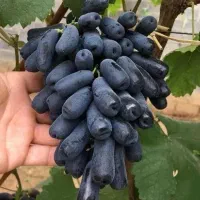 فروش نهال با تمامی ارقام ها|خدمات باغبانی و درختکاری|جلفا, |دیوار