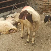 قصاب عقیقه  زنده کردستانی کم چربی گوسفندب