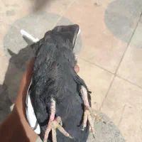 کفتر ماده سینه طوقی|پرنده|شیراز, رکن‌آباد|دیوار