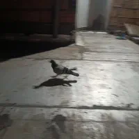 آتم|پرنده|خوی, |دیوار