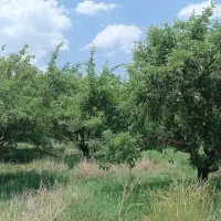 باغ|فروش دفتر صنعتی، کشاورزی، تجاری|بروجرد, |دیوار