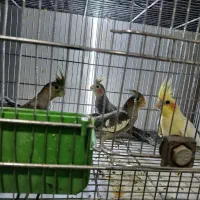 عروس هلندی و مرغ عشق انگلیسی