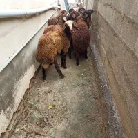 بره.توقلی. گوسفند