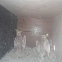 طوطی عروس