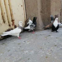گرفتنی