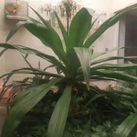 گل اشک ملکه