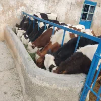 گوساله سیمینتال ۲۰۰کیلو