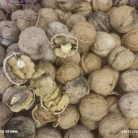 گردو محلی پرچرب