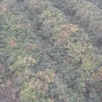 نهال توت فرنگی
