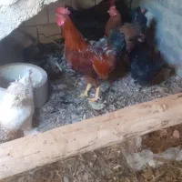 مرغ وخروس تخم گذار،تزئینی، گوشتی