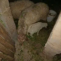 میش بره جوان فروشی دورگ