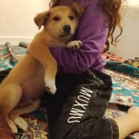 دو تا سگ توله نر و ماده