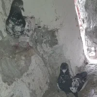 کفتر مامله ای با یک جفت کفتر خوب