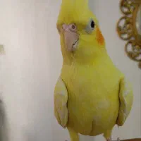 عروس هلندی