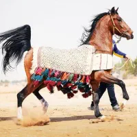 کشش از آرش قشقایی