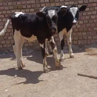 دو راس گوساله نروماده فروشی جنس عالی شیر مست