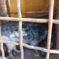 توله سگ|سگ|ماهدشت, |دیوار