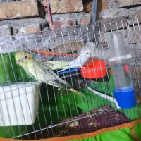 عروس هلندی|پرنده|زاهدان, |دیوار