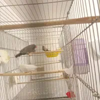 فنج شارکول ایمو پاستیلی اروپایی بنگالی و مصری|پرنده|صدرا-فارس, فاز ۱|دیوار