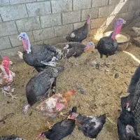 بوقلمون
