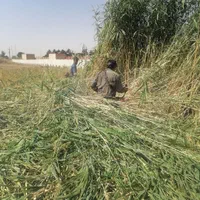 هرسکاری باغبانی کاشت چمن علفزنی سمپاشی|خدمات باغبانی و درختکاری|تبریز, |دیوار