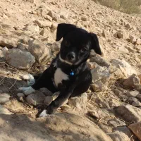 واگذاری سگ اشپتز|سگ|خفر, |دیوار