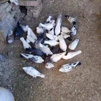 کبوترهایاصیلوخاص|پرنده|دشتک, |دیوار