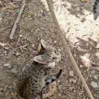 ۶ عدد گربه واگذاری|گربه|اندیشه, اندیشه فاز ۱|دیوار