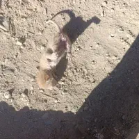 واگذاری رایگان بچه گربه|گربه|دوگنبدان, |دیوار