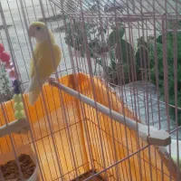 طوطی برزیلی  نر لیمویی