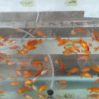 100عددماهی قرمزسه دم سالم