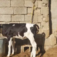 حیوانات مزرعه|حیوانات مزرعه|گتوند, |دیوار