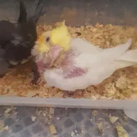 دو کفتر سفید و آلمانی و عروس هلندی|حیوانات|قائن, |دیوار