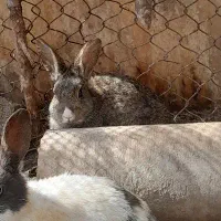 خرگوش