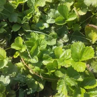 نهال توت فرنگی سابرینا و کاماروس|گل و گیاه طبیعی|مزرعه کتول, |دیوار