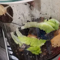 حلزون اچاتینا|خزنده|تهران, ابوذر|دیوار